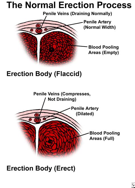 dick oic|Penis: Anatomy, Picture, Erection, and Ejaculation